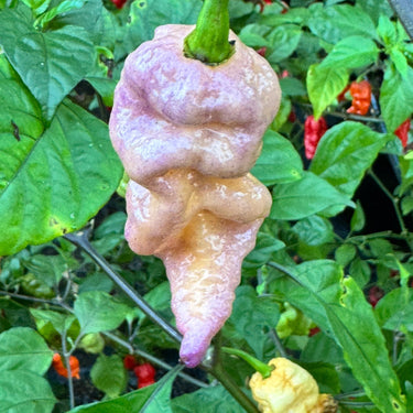 Reaper Sbagliato Purple Peach - Seeds - The Pepper Pantry (Formerly Marie Sharp's)